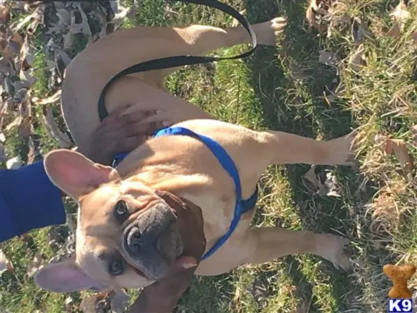French Bulldog stud dog: a french bulldog dog wearing a harness