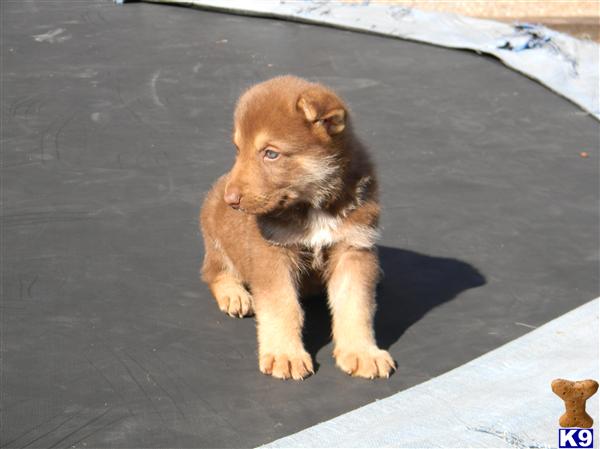 liver german shepherd puppies for sale german shepherd puppy for sale akc german shepherd liver colored new lowered pri 8 liver german shepherd puppies for sale german shepherd puppy for sale akc german shepherd liver colored new lowered pri 8
