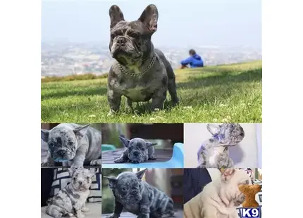 Bulldog stud dog: a bulldog dog in a garment