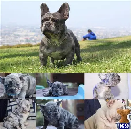 Bulldog stud dog: a bulldog dog in a garment
