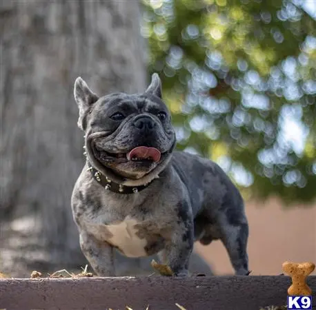 Bulldog stud dog: a bulldog dog with its mouth open