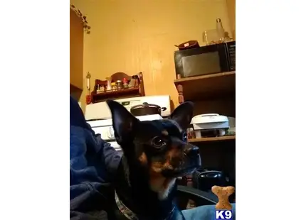 Chihuahua stud dog: a chihuahua dog sitting in a chair