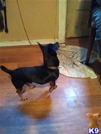 Chihuahua stud dog: a chihuahua dog standing on a rug