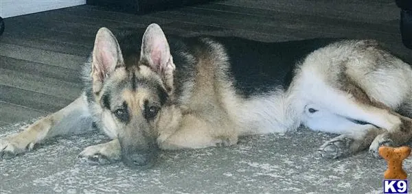 German Shepherd stud dog: a couple of german shepherd dogs lying on a couch