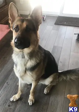 German Shepherd stud dog: a german shepherd dog sitting on a wood floor