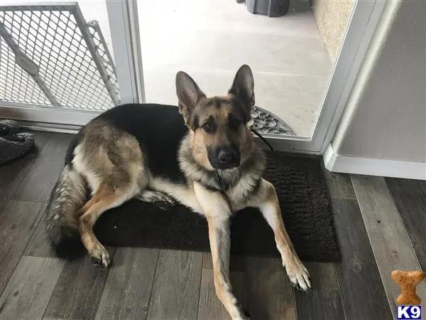 German Shepherd stud dog: a german shepherd dog lying on a wood floor