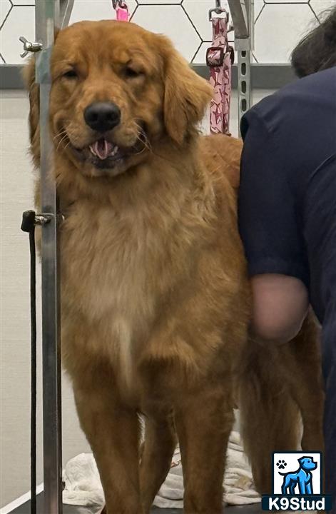 a golden retriever dog standing in a doorway