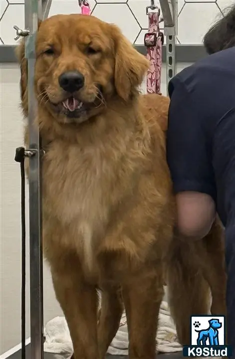 Golden Retriever stud dog: a golden retriever dog standing in a doorway