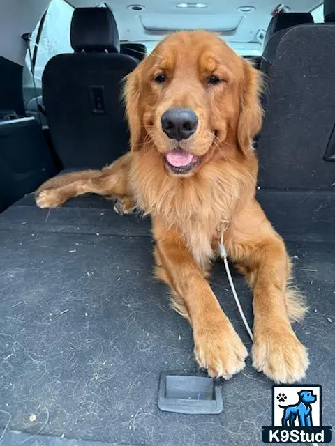 Golden Retriever stud dog: a golden retriever dog sitting in a car