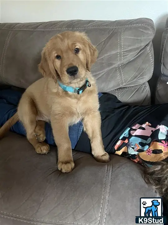 Golden Retriever stud dog: Fluffy golden retriever puppy sitting on a person's lap