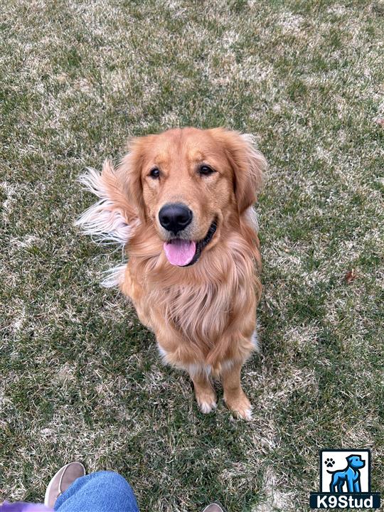 a golden retriever dog standing on grass
