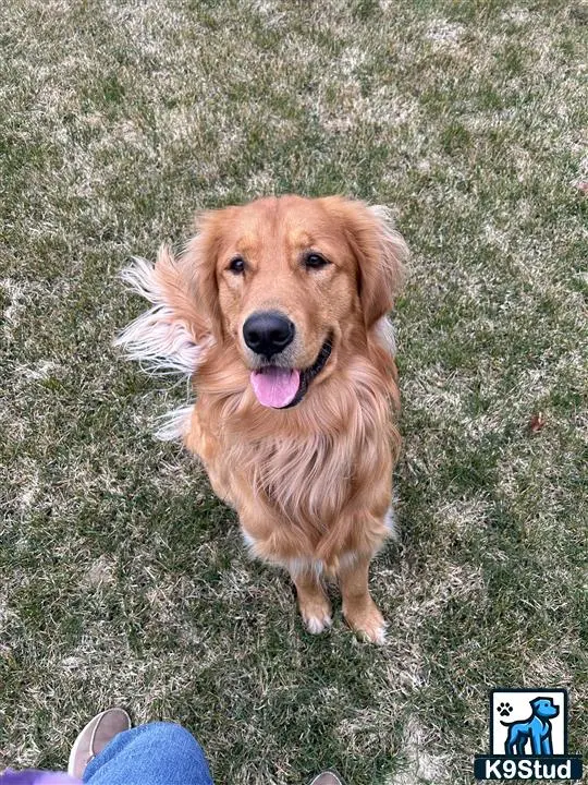 Golden Retriever stud dog: a golden retriever dog standing on grass