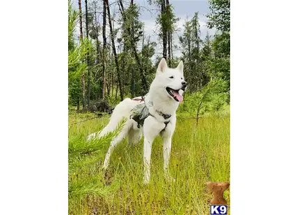 Siberian Husky stud dog: a white siberian husky dog standing in a grassy area with trees in the background