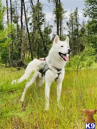 Siberian Husky stud dog: a white siberian husky dog standing in a grassy area with trees in the background