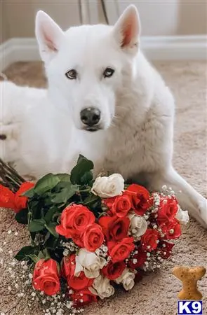 Siberian Husky stud dog: a white siberian husky dog with a bouquet of flowers