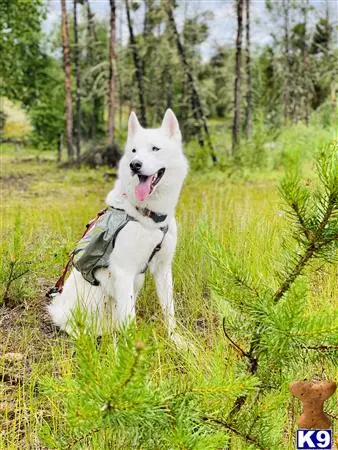 Siberian Husky stud dog: a white siberian husky dog with a scarf in its mouth in a grassy area