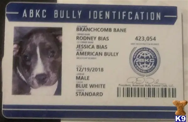 American Bully stud dog