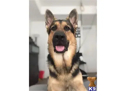 German Shepherd