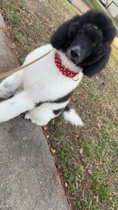 Poodle stud dog video