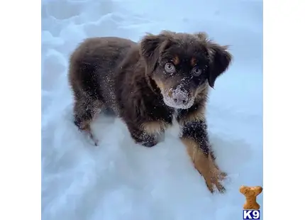 Australian Shepherd