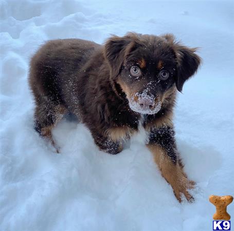 a australian shepherd dog running in the snow