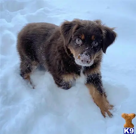 Australian Shepherd stud dog