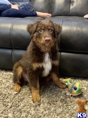 Australian Shepherd stud dog