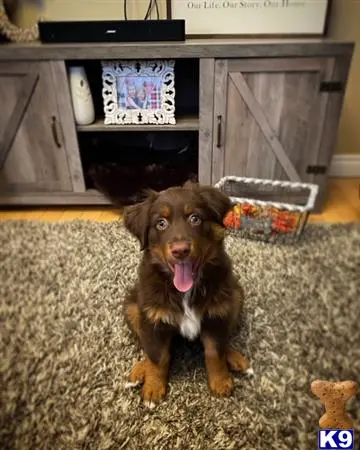 Australian Shepherd stud dog