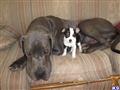 Great Dane stud dog: Gray Great Dane lying next to a small black and white puppy