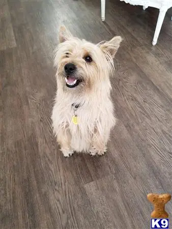 Cairn Terrier stud dog