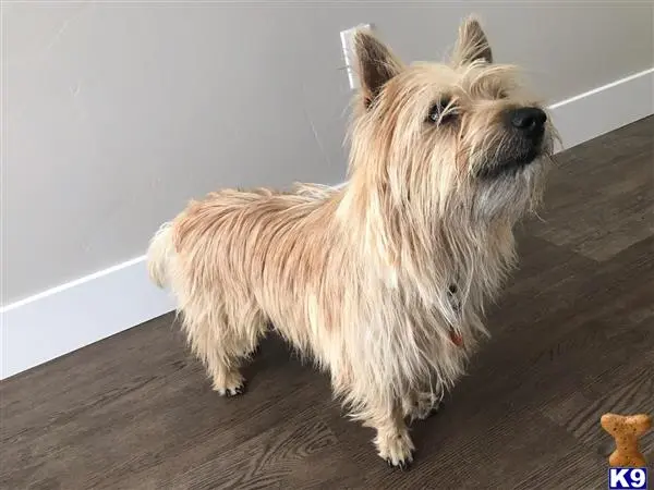 Cairn Terrier stud dog