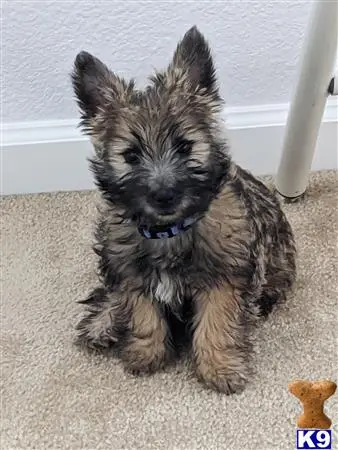 Cairn Terrier stud dog