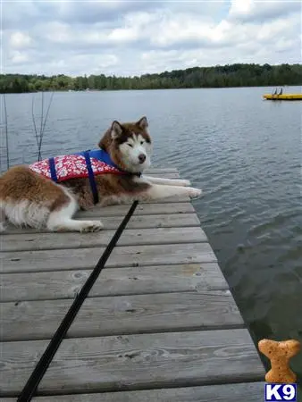 Siberian Husky female dog