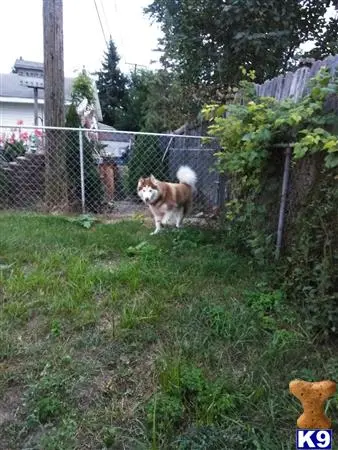 Siberian Husky female dog