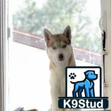a siberian husky dog looking out a window