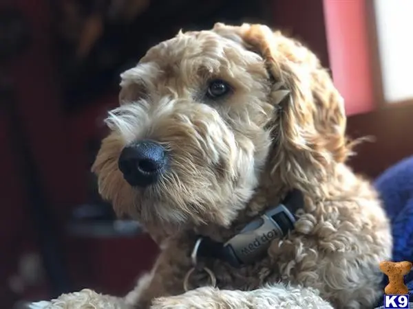 Goldendoodles stud dog