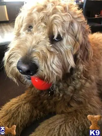 Goldendoodles stud dog