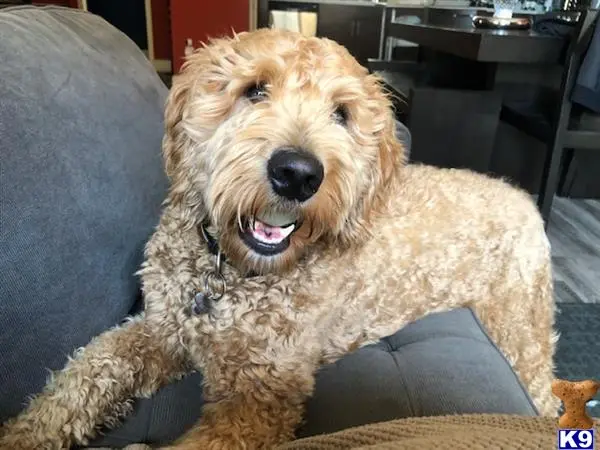 Goldendoodles stud dog