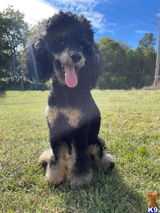 Poodle stud dog