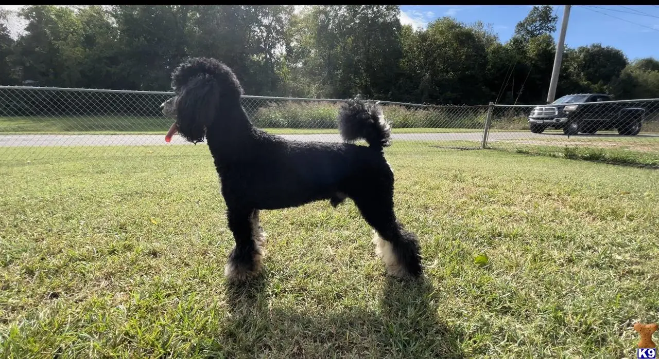 Poodle stud dog