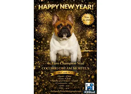 a french bulldog dog with text overlay