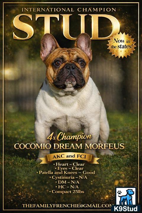 a french bulldog dog sitting in grass