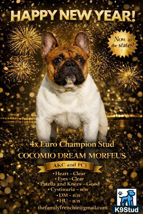 a french bulldog dog with text overlay