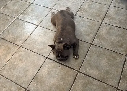 French Bulldog stud dog: Gray French Bulldog lying on tiled floor indoors