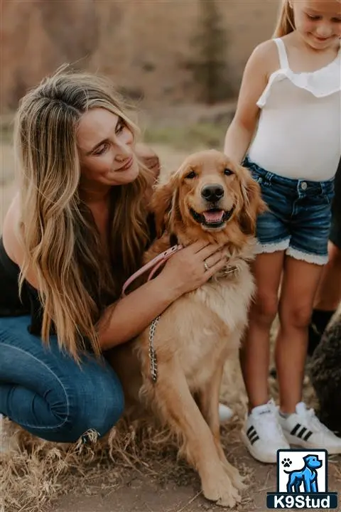 Golden Retriever female dog