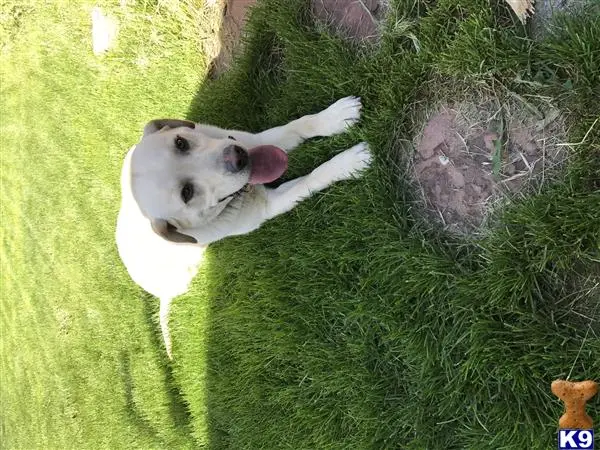 Labrador Retriever stud dog