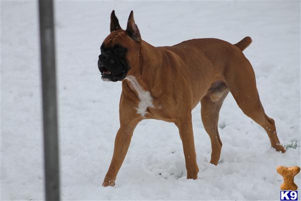 Boxer stud dog