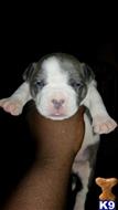 american pit bull puppy posted by thekingdomskennel