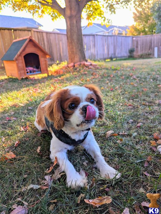 a cavalier king charles spaniel dog sitting in a yard