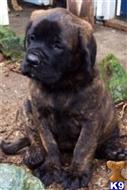 mastiff puppy posted by thelodjics